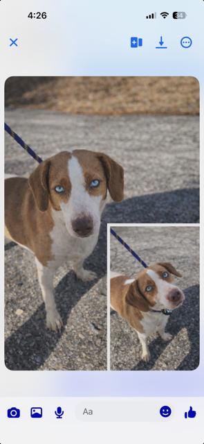 OLIVE, ADOPTABLE, Young Female Beagle.