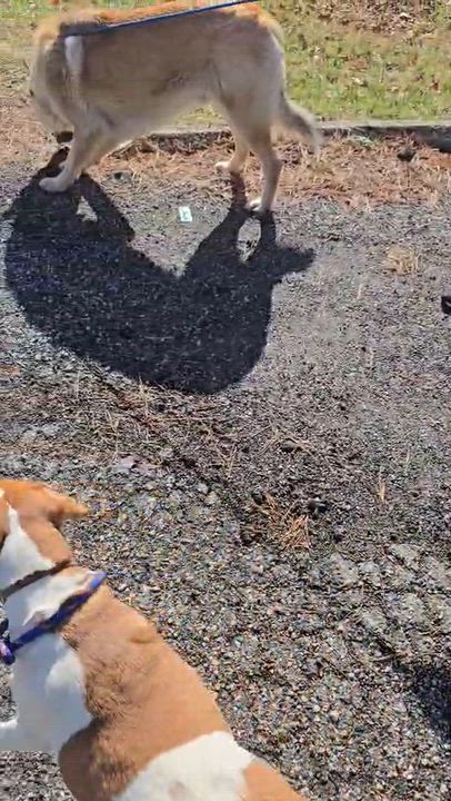 Enlarge OLIVE, a ADOPTABLE Beagle in new york, NY video 1/2