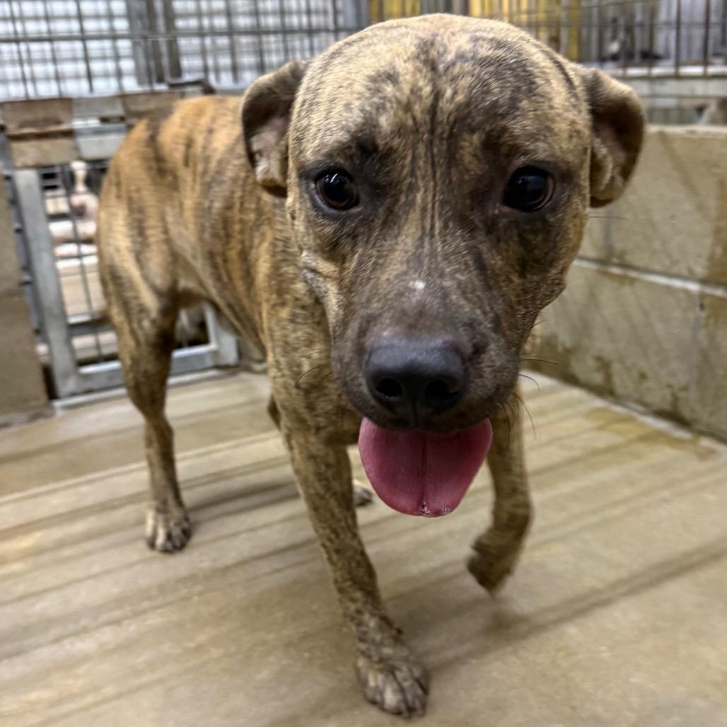 Kovu, a Adoptable mixed breed in Floresville, TX image 2/2