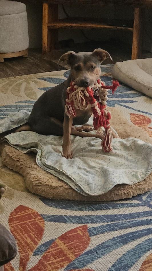 Enlarge Peaches, a Adoptable mixed breed in Choudrant, LA image 6/6