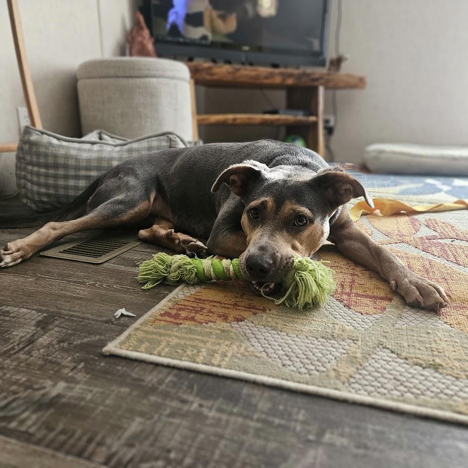 Peaches, Adoptable, Young Female Staffordshire Bull Terrier & Pit Bull Terrier.