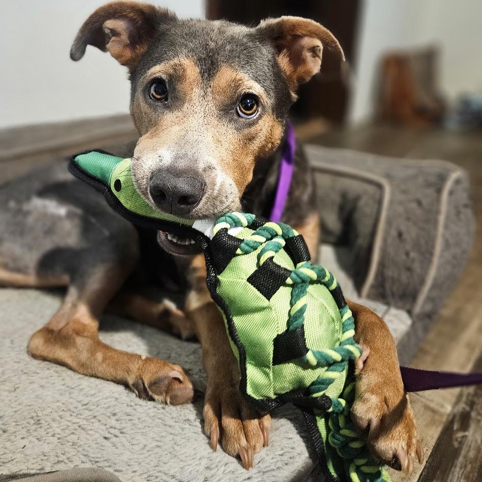Enlarge Peaches, a Adoptable mixed breed in Choudrant, LA image 4/6