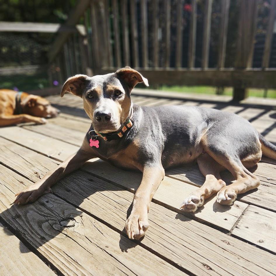 Enlarge Peaches, a Adoptable mixed breed in Choudrant, LA image 2/6