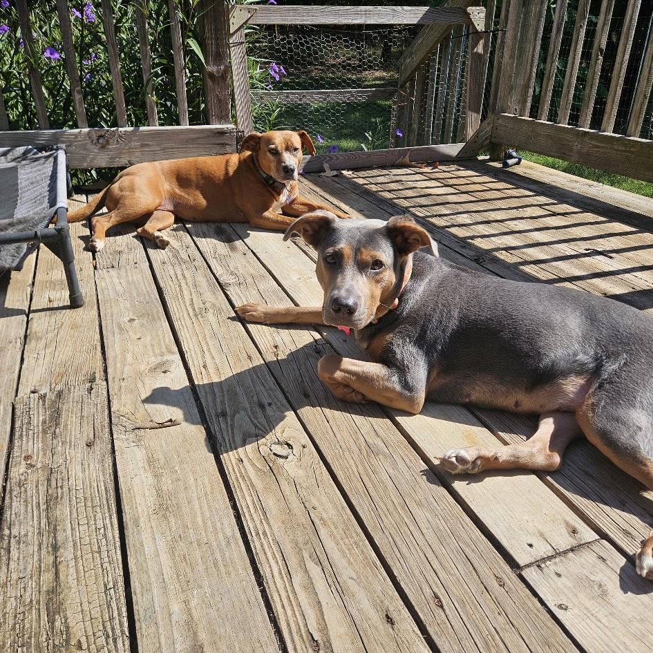 Enlarge Peaches, a Adoptable mixed breed in Choudrant, LA image 5/6