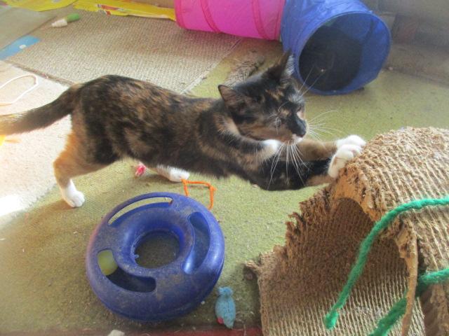 Enlarge PRINCESS-adopted 9-15-25, a Adopted Domestic Short Hair in Detroit, MI image 1/2