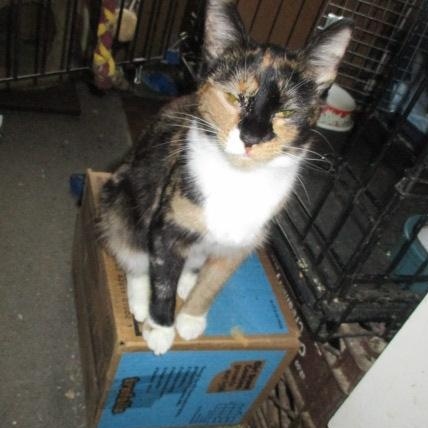 Enlarge PRINCESS-adopted 9-15-25, a Adopted Domestic Short Hair in Detroit, MI image 2/2