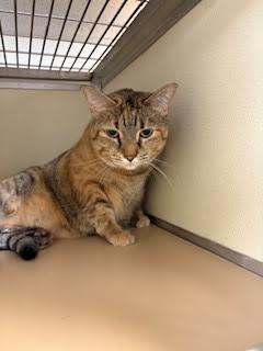 Misty, a Adoptable Domestic Short Hair in Sterling, CO image 1/3