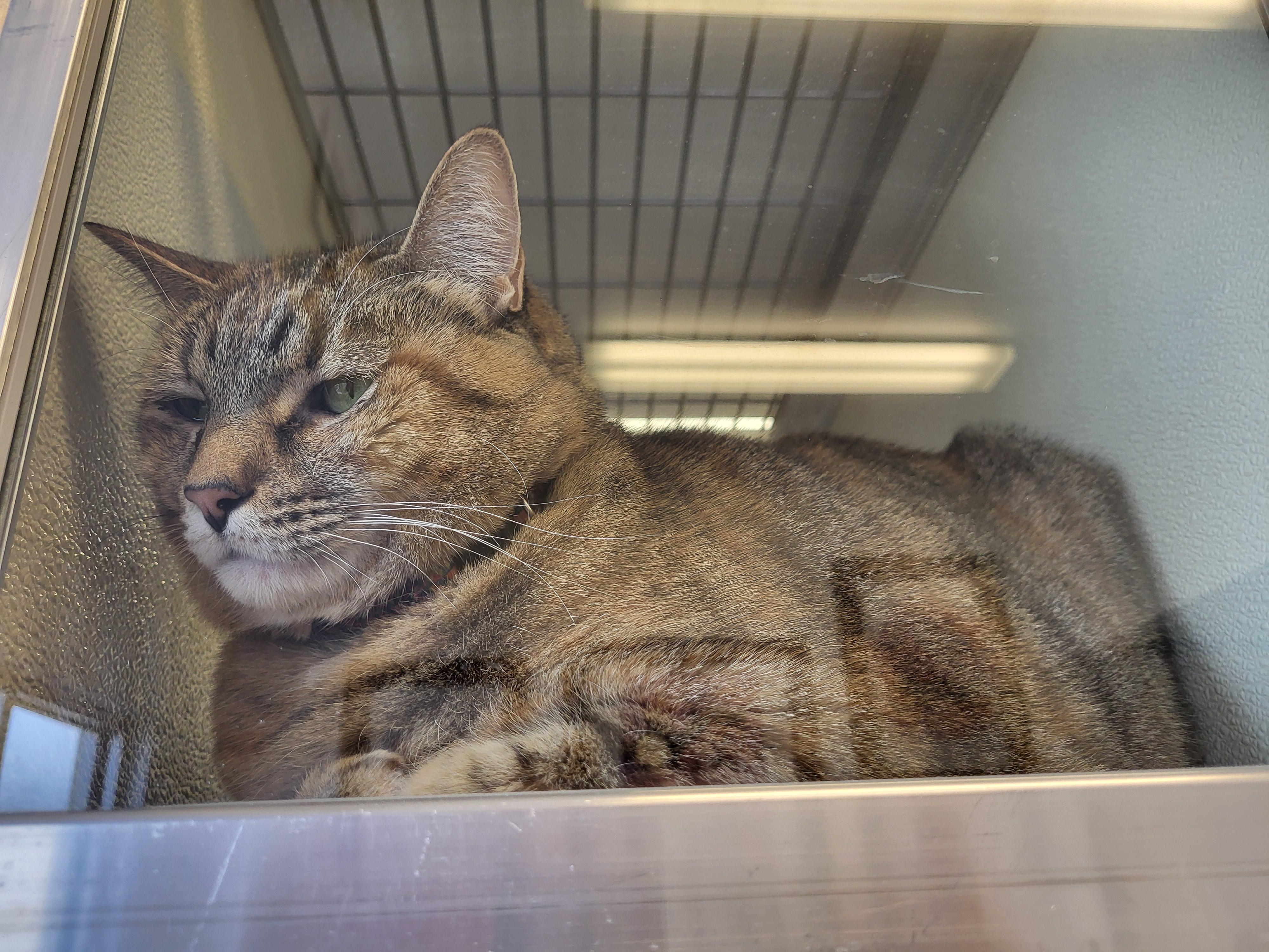 Misty, a Adoptable Domestic Short Hair in Sterling, CO image 2/3