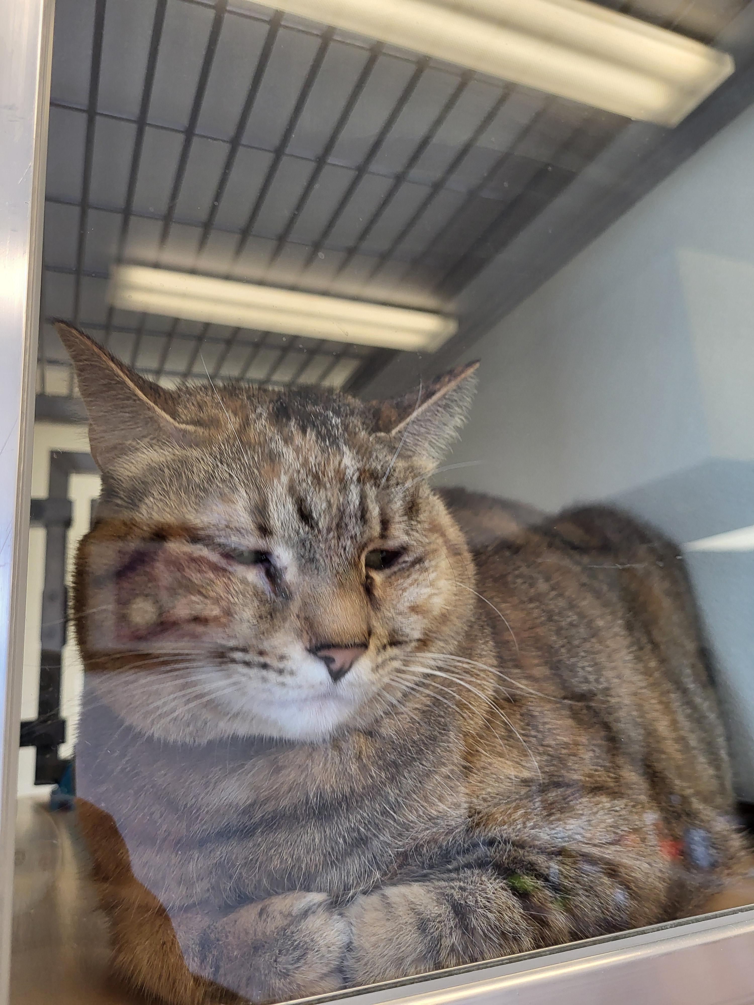 Misty, a Adoptable Domestic Short Hair in Sterling, CO image 3/3