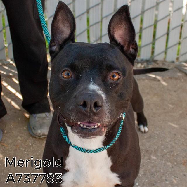 MERIGOLD, Adoptable, Adult Female Pit Bull Terrier.