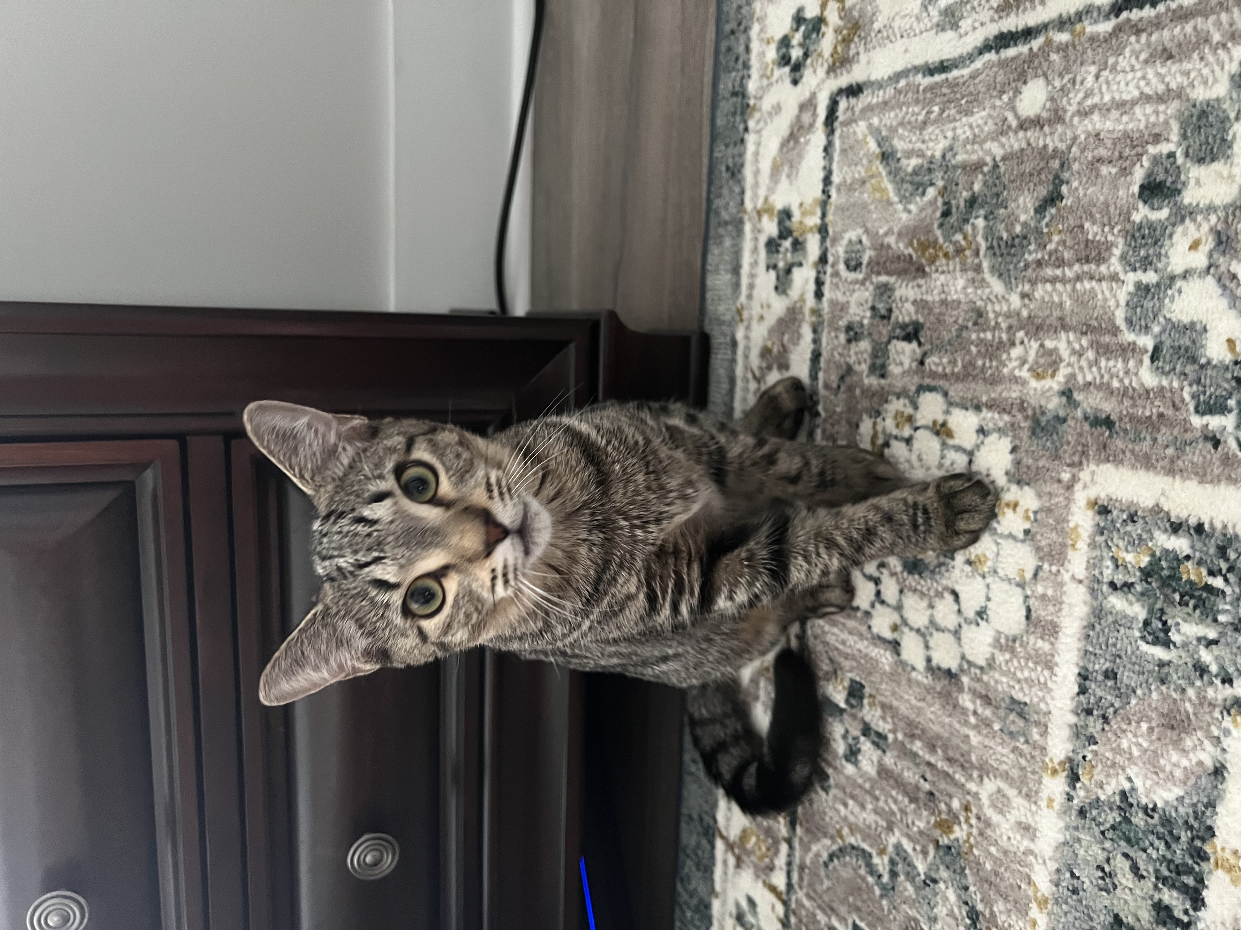 Charlie, a Adoptable American Shorthair in Hickory, NC image 3/6