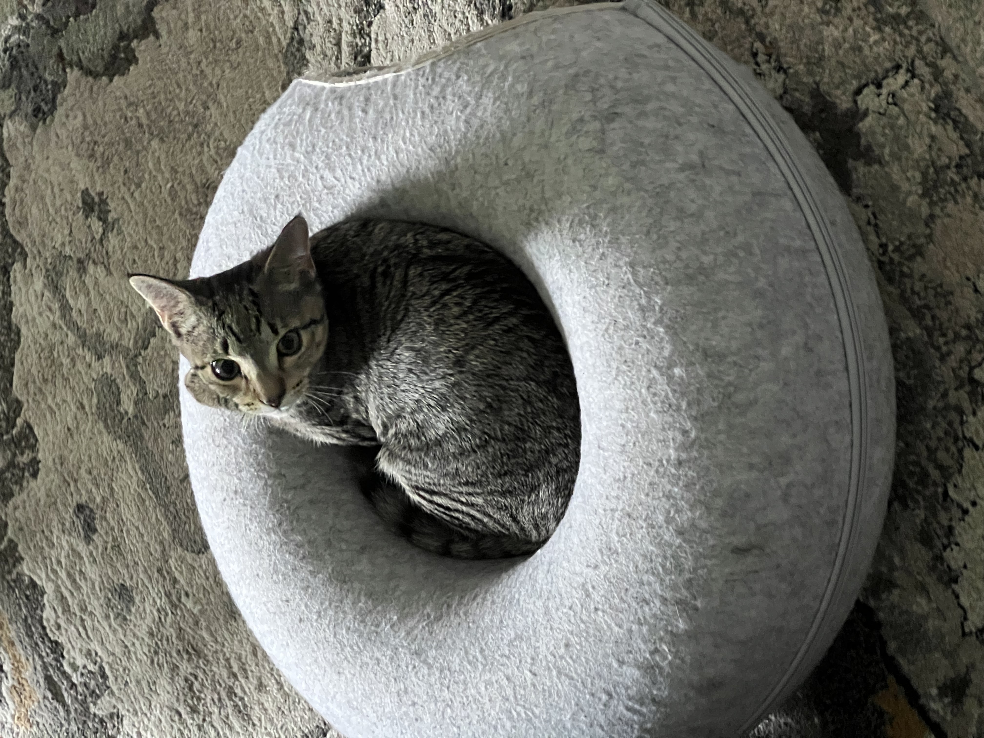 Charlie, a Adoptable American Shorthair in Hickory, NC image 4/6