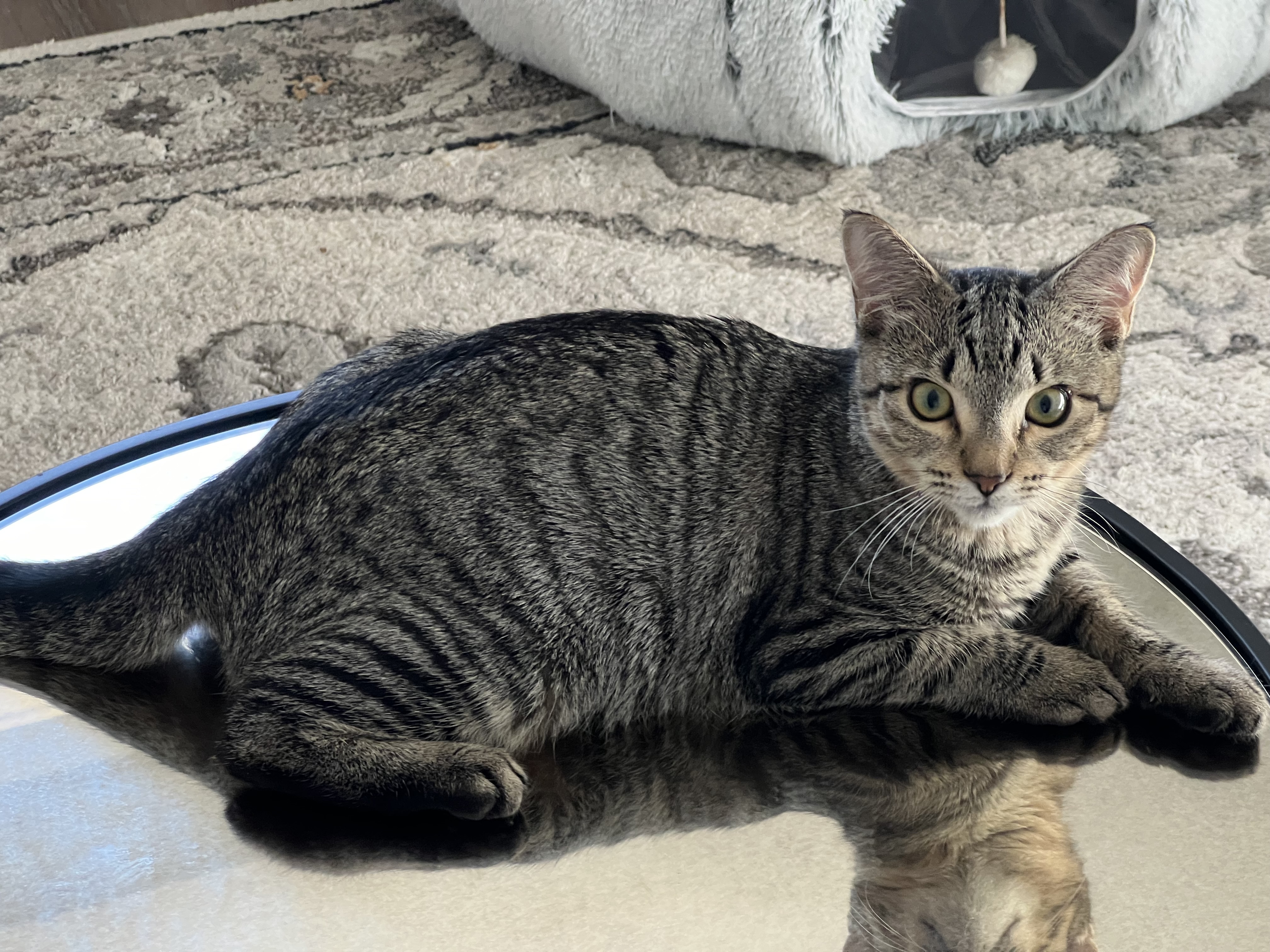 Charlie, a Adoptable American Shorthair in Hickory, NC image 2/6
