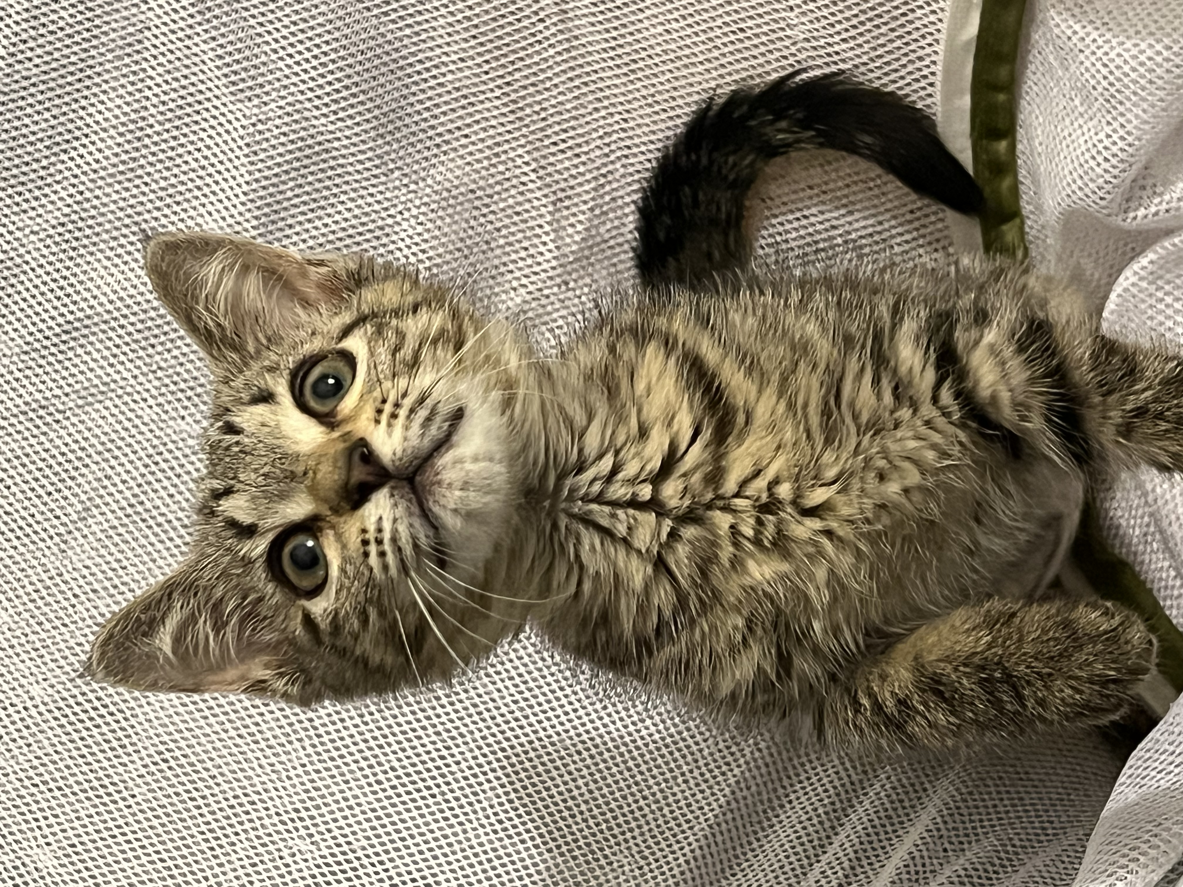 Charlie, a Adoptable American Shorthair in Hickory, NC image 6/6