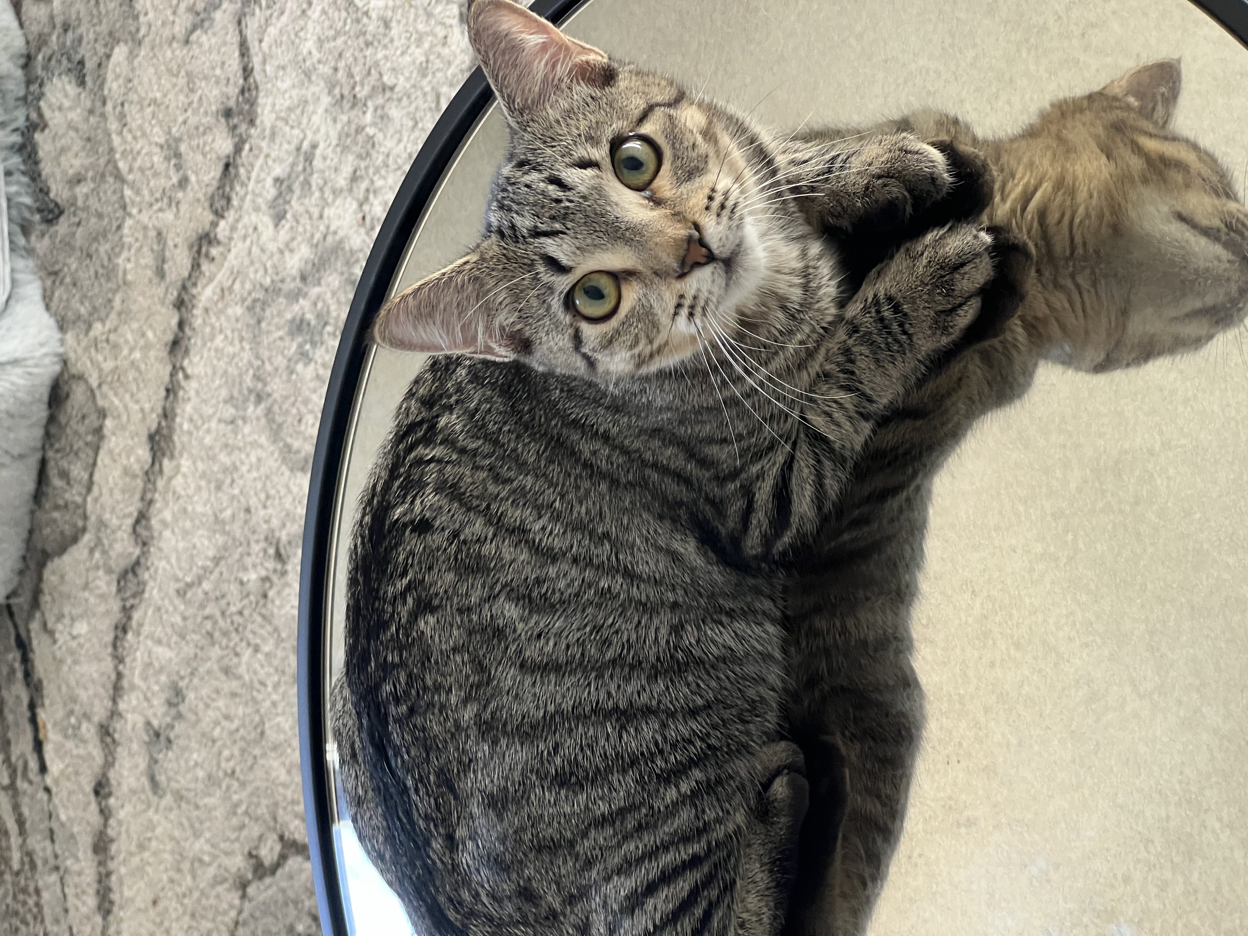Charlie, a Adoptable American Shorthair in Hickory, NC image 1/6