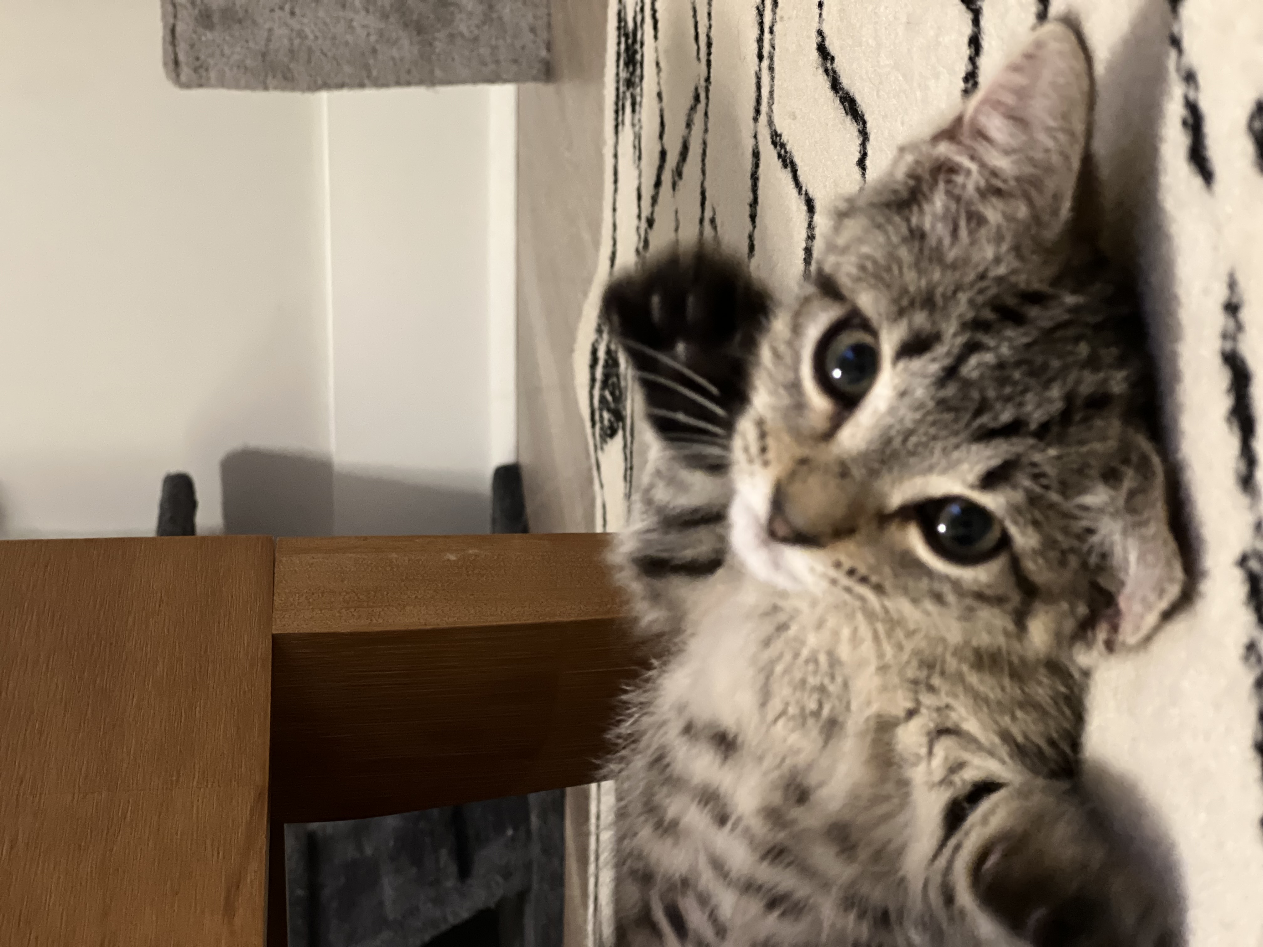 Charlie, a Adoptable American Shorthair in Hickory, NC image 5/6