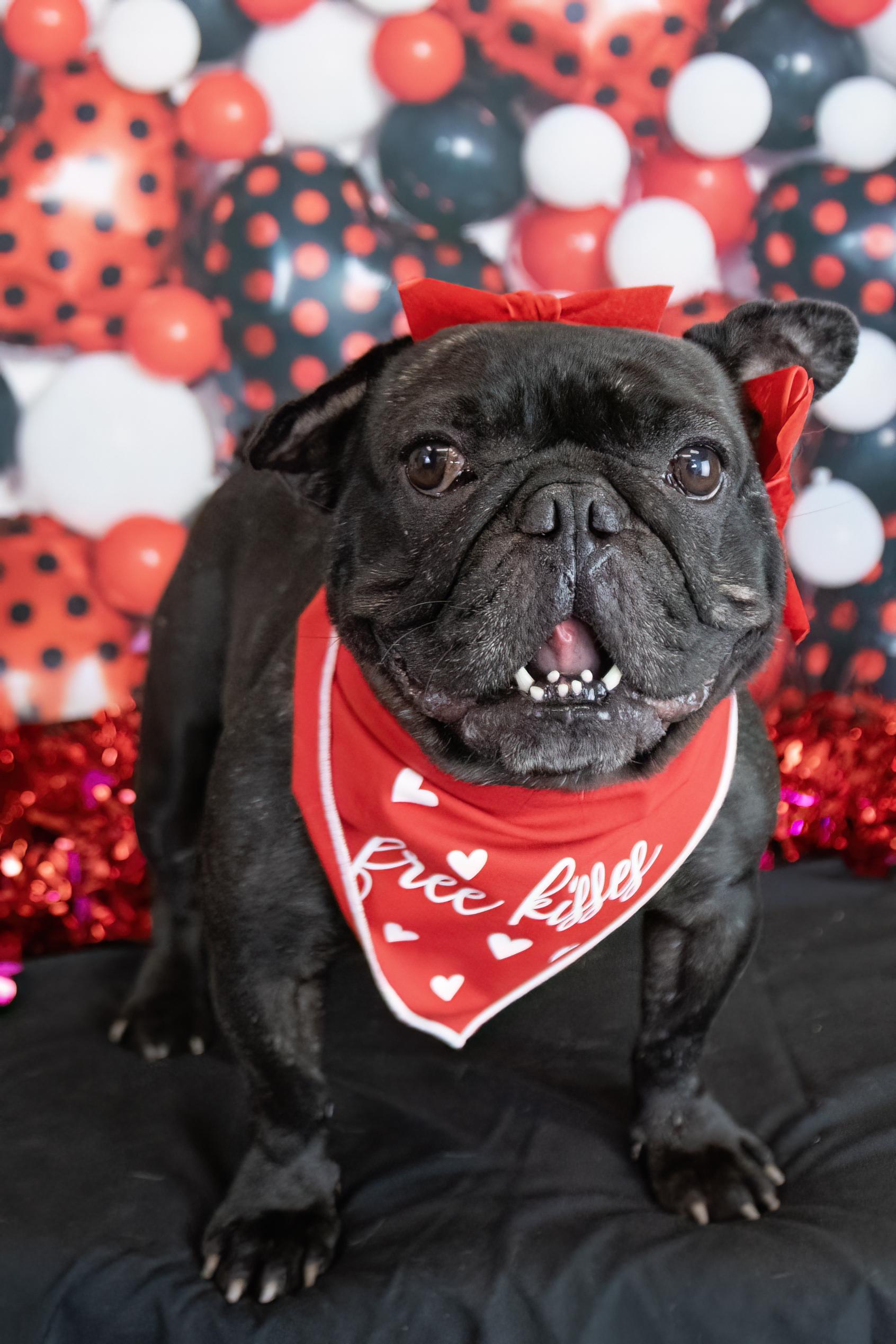 Sookie, a Adopted French Bulldog in Mesa, AZ image 2/6