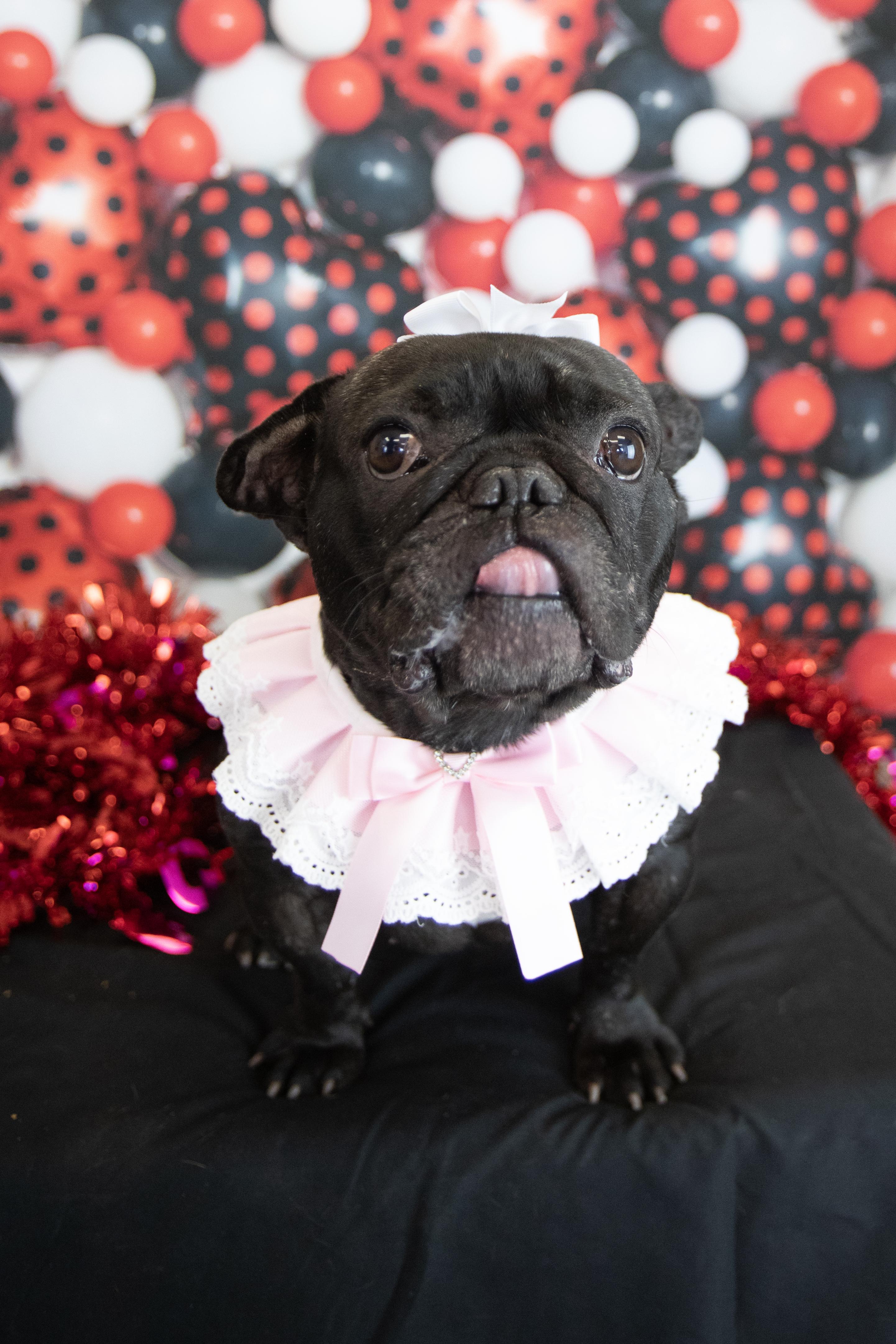 Sookie, a Adopted French Bulldog in Mesa, AZ image 5/6