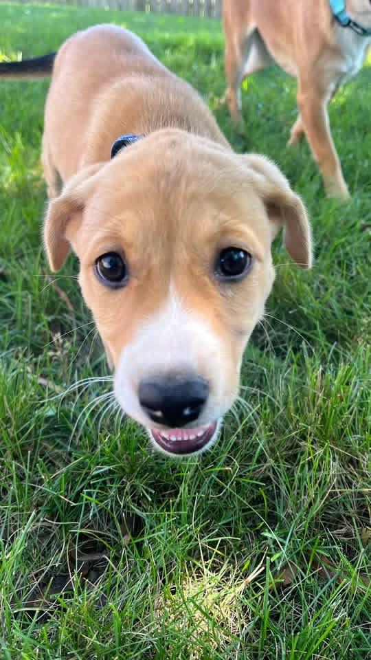 Cougar, Adoptable, Puppy Female Terrier.