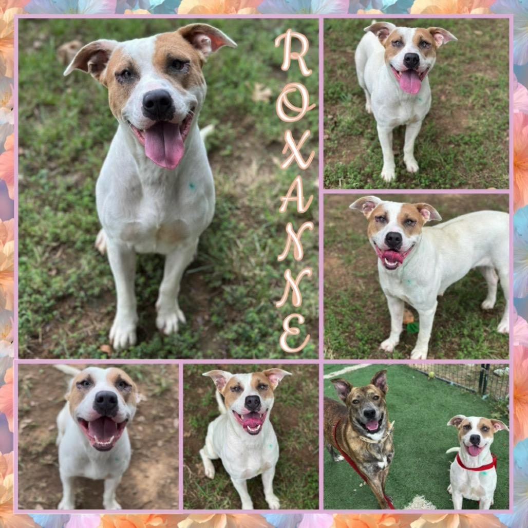 Roxanne, Adoptable, Adult Female Pit Bull Terrier.