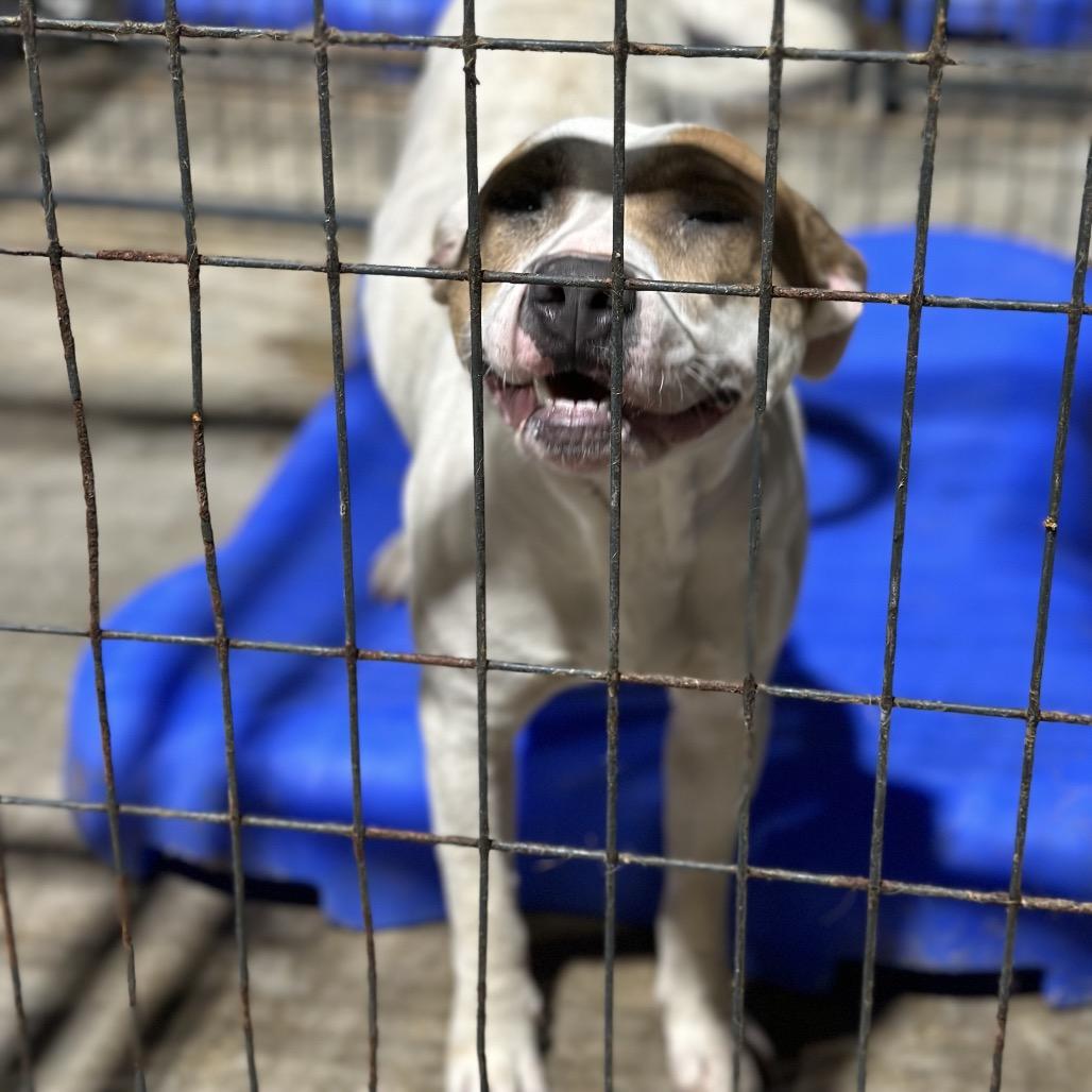 Roxanne, Adoptable, Adult Female Pit Bull Terrier.