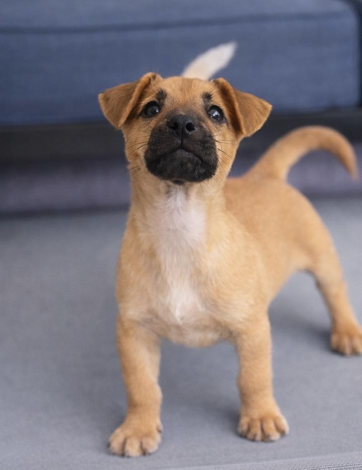 Enlarge Chopper, a Adoptable Terrier in Coachella, CA image 1/1