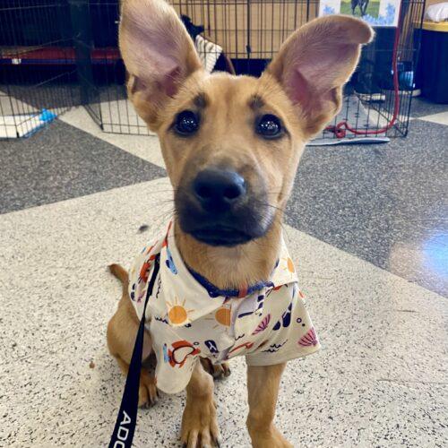 Chopper, a Adoptable Terrier in Coachella, CA image 1/3