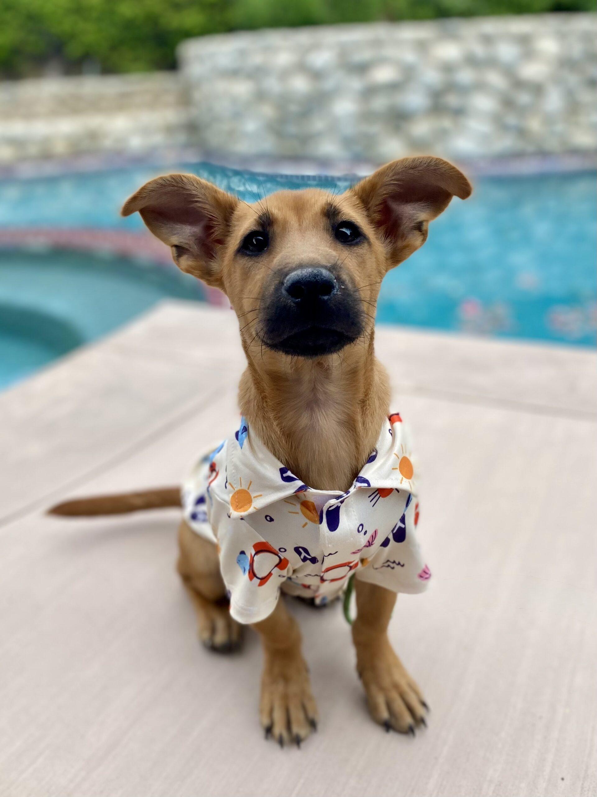 Chopper, a Adoptable Terrier in Coachella, CA image 2/3