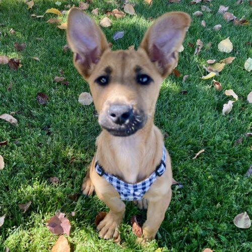 Chopper, a Adoptable Terrier in Coachella, CA image 3/3