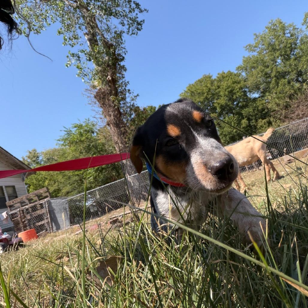 Sunny, Adoptable, Puppy Male Australian Cattle Dog / Blue Heeler.