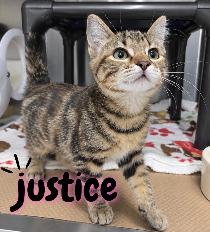 Justice, Adopted, Kitten Female Domestic Short Hair.