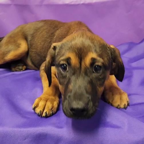 Enlarge Torriero, a Adoptable Mixed Breed in North Myrtle Beach, SC image 1/3