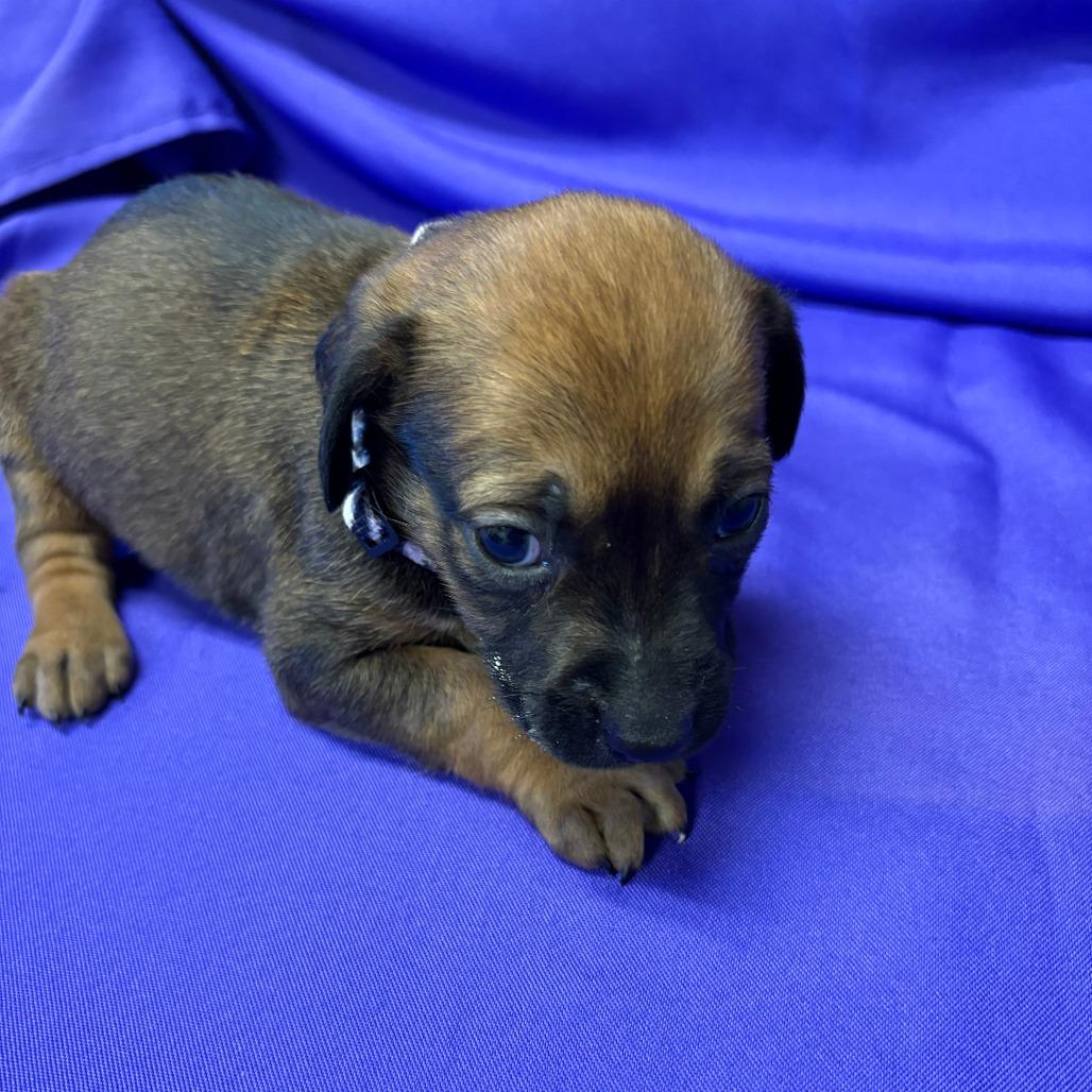 Enlarge Torriero, a Adoptable Mixed Breed in North Myrtle Beach, SC image 2/3
