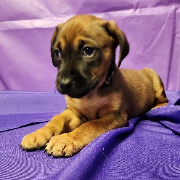 Enlarge Torriero, a Adoptable Mixed Breed in North Myrtle Beach, SC image 3/3