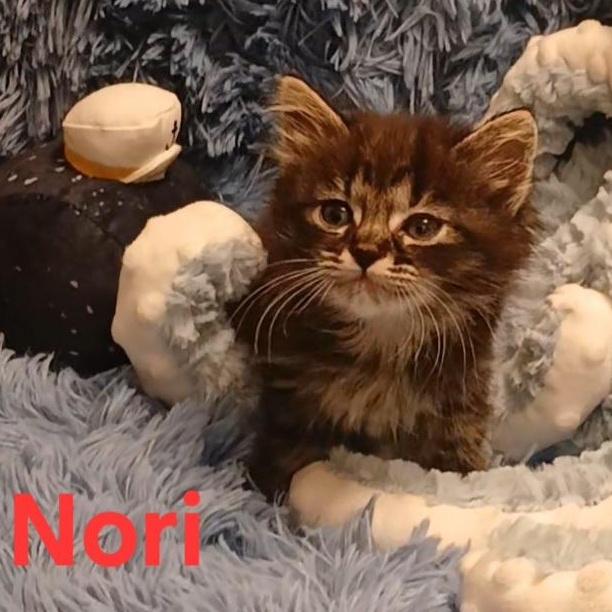 Nori, Adoptable, Kitten Female Tabby.