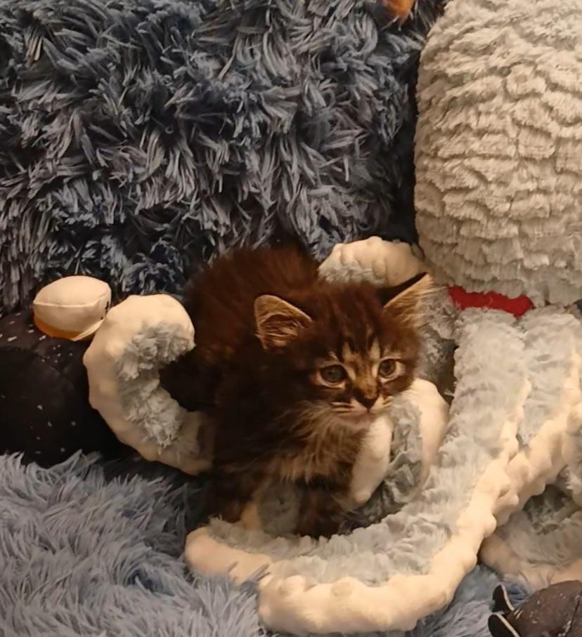 Enlarge Nori, a Adoptable Tabby in HUNTINGTON BEACH, CA image 2/4