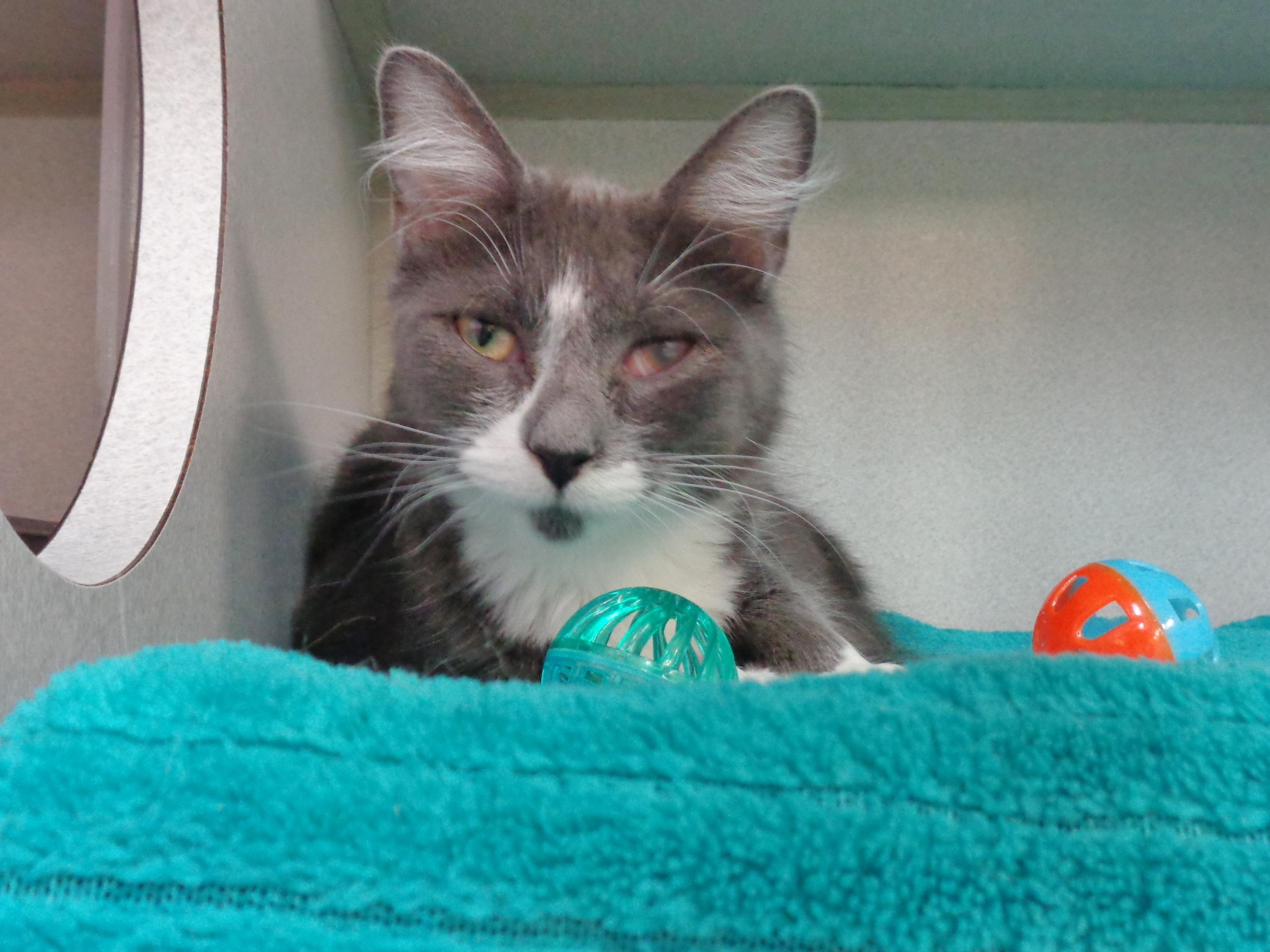RUBBLE, a ADOPTABLE Domestic Medium Hair in Delhi, NY image 5/6