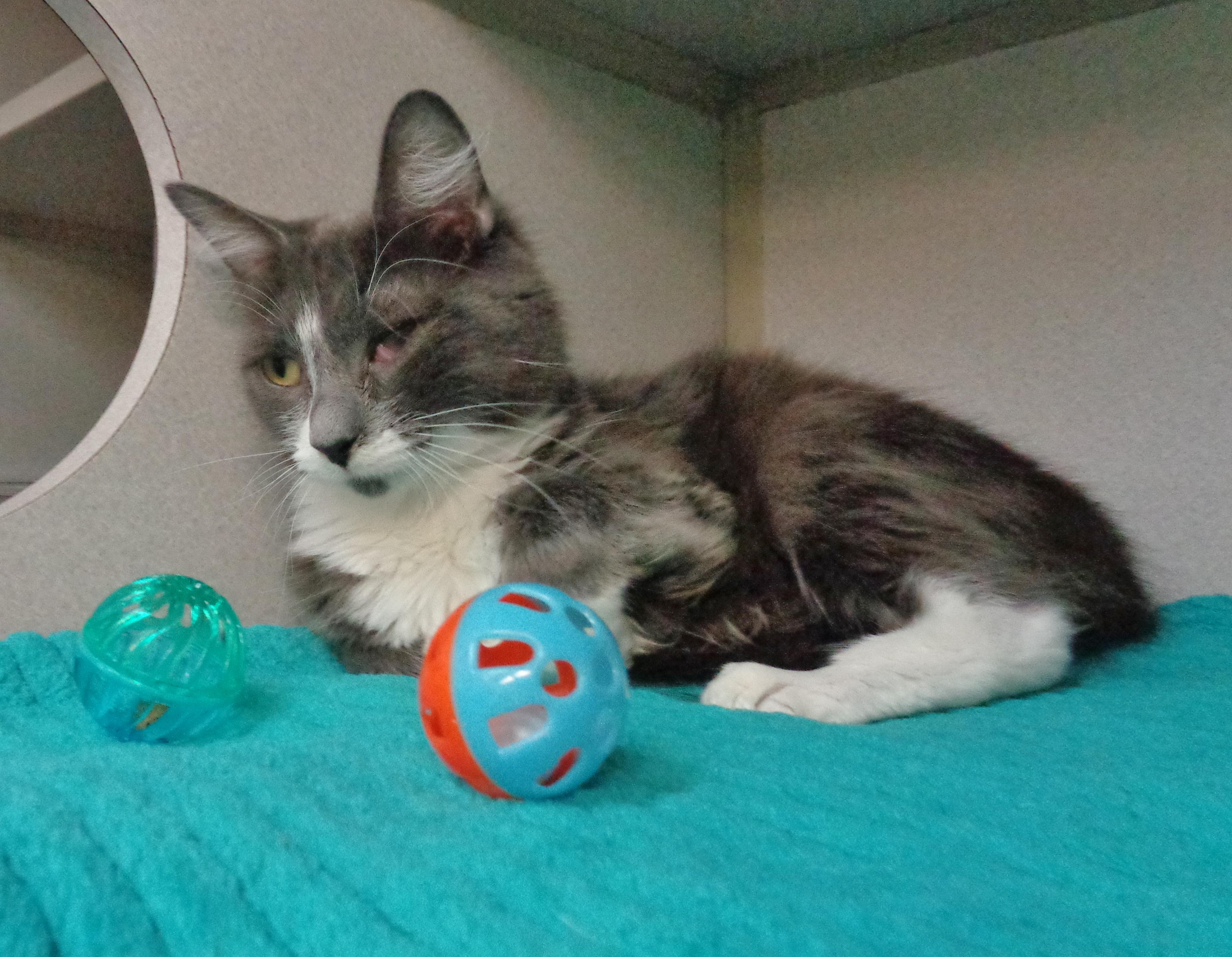 RUBBLE, a ADOPTABLE Domestic Medium Hair in Delhi, NY image 2/6