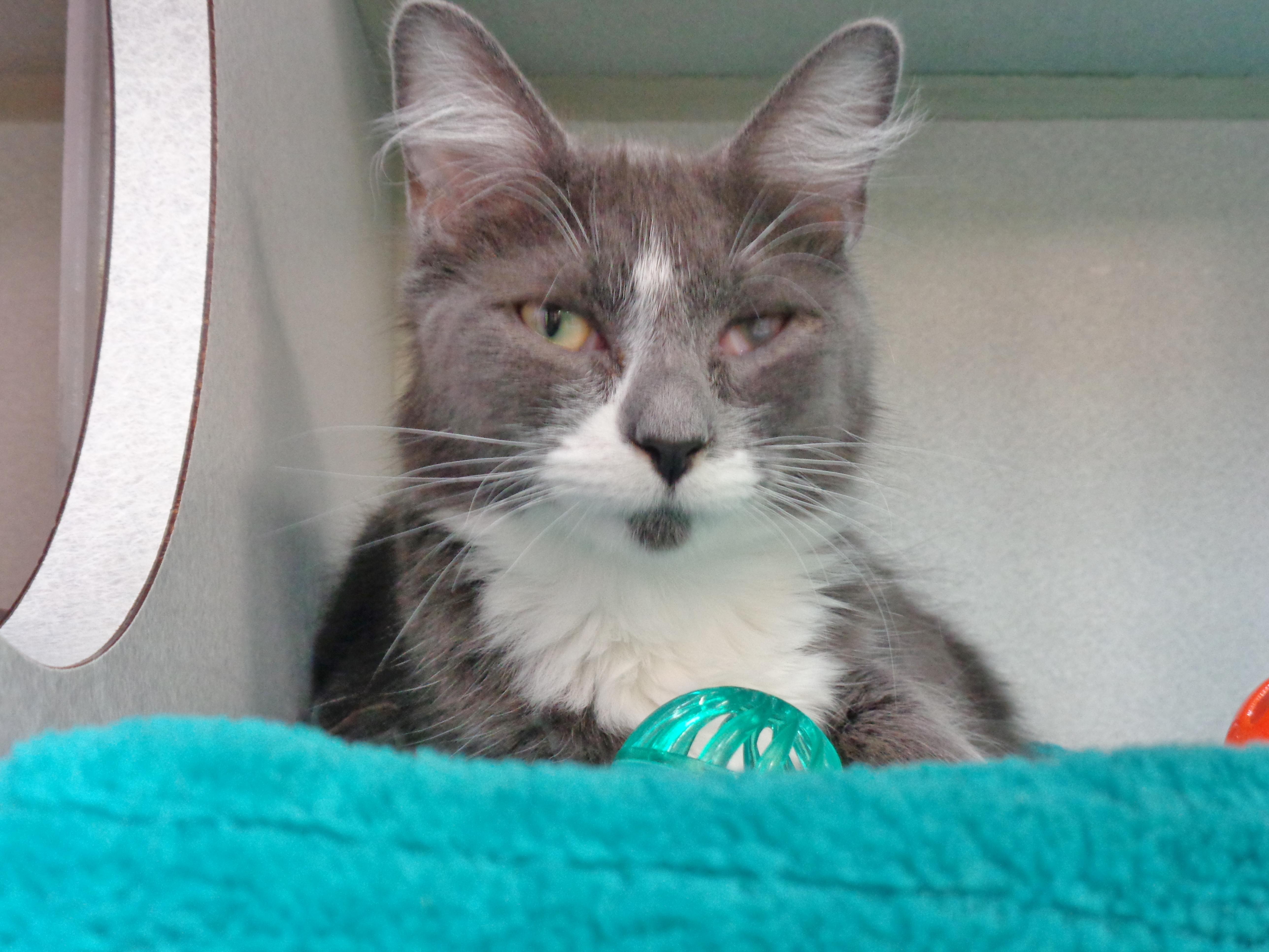 RUBBLE, a ADOPTABLE Domestic Medium Hair in Delhi, NY image 6/6
