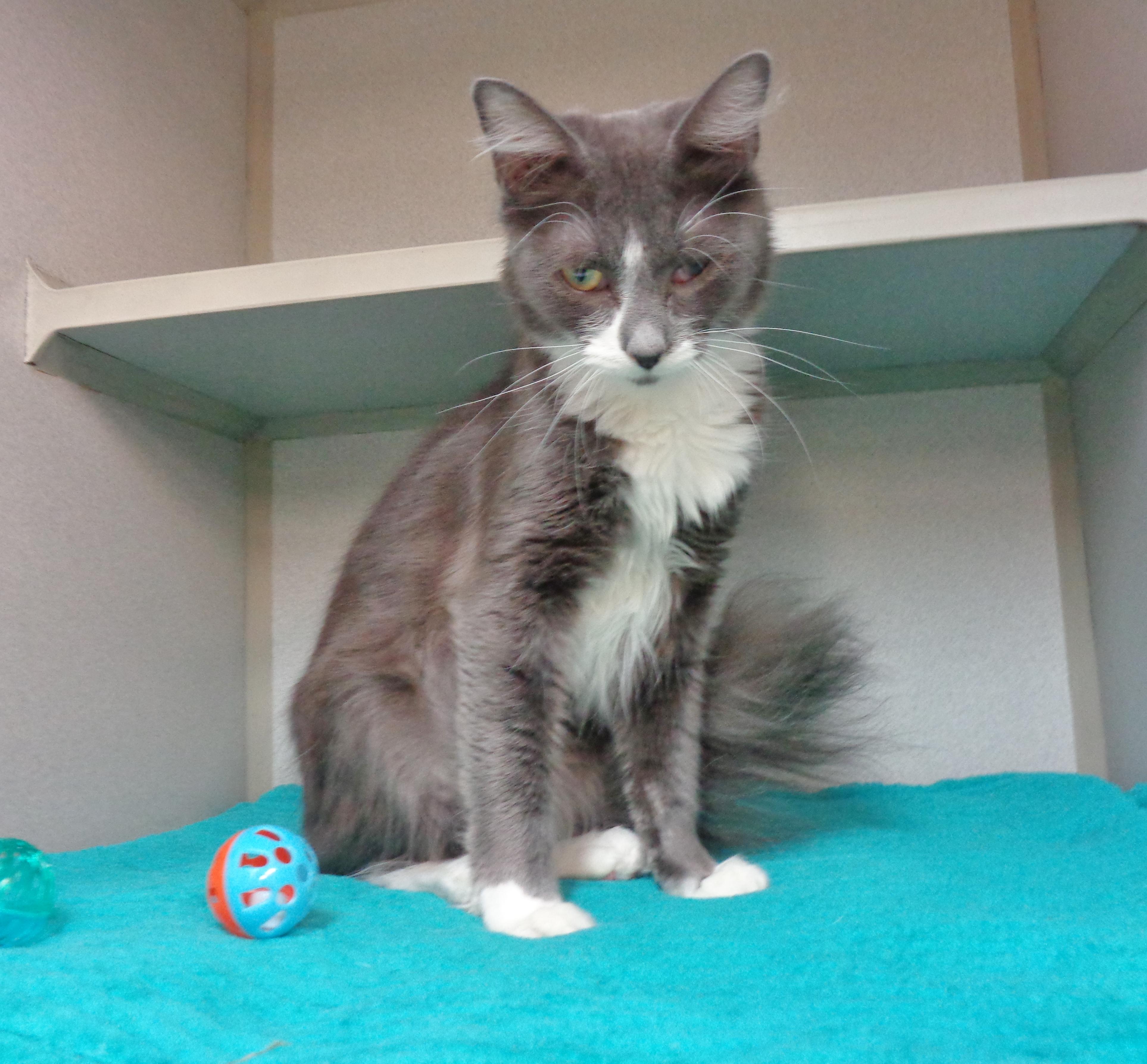 RUBBLE, a ADOPTABLE Domestic Medium Hair in Delhi, NY image 3/6