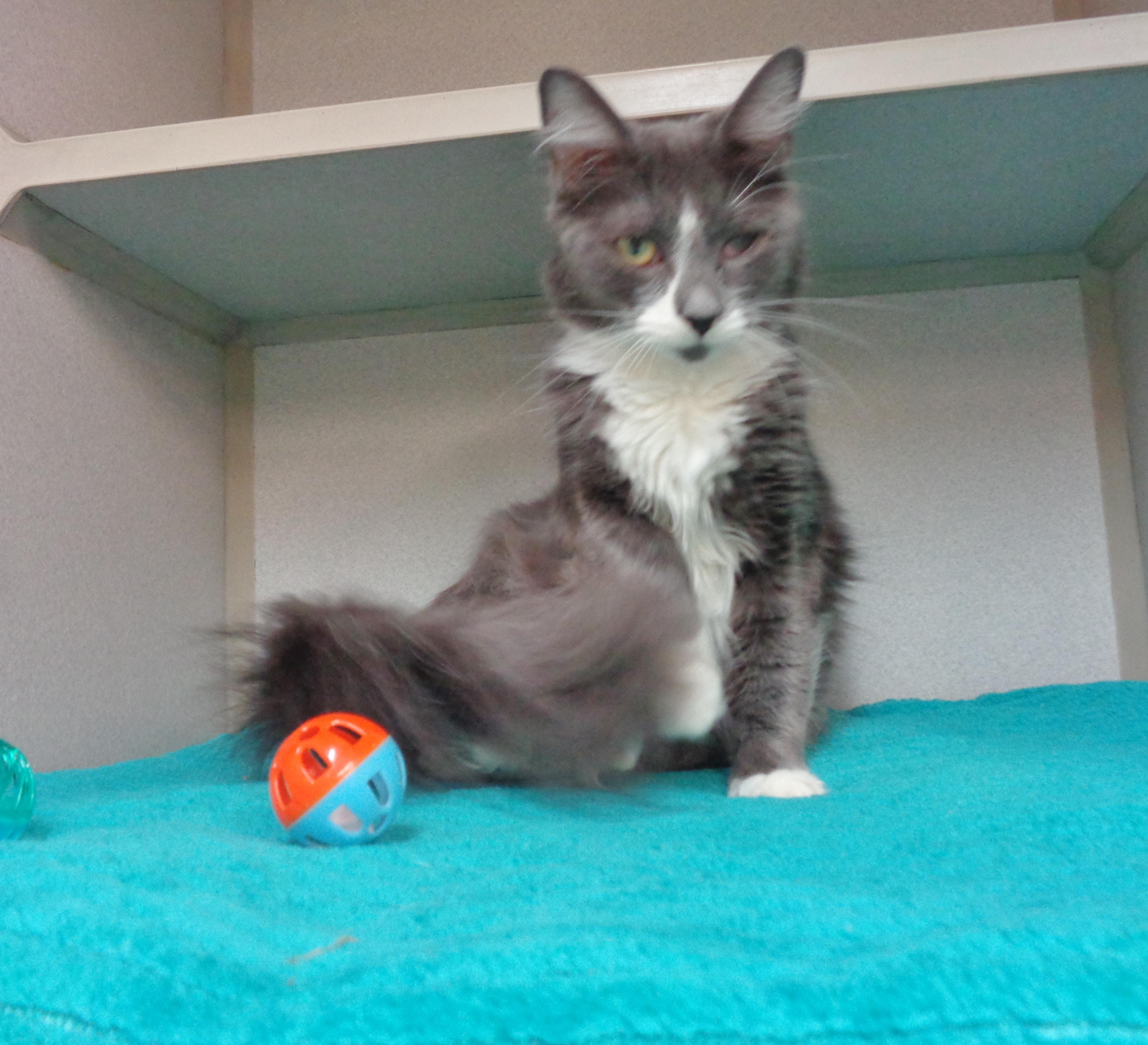 RUBBLE, a ADOPTABLE Domestic Medium Hair in Delhi, NY image 4/6