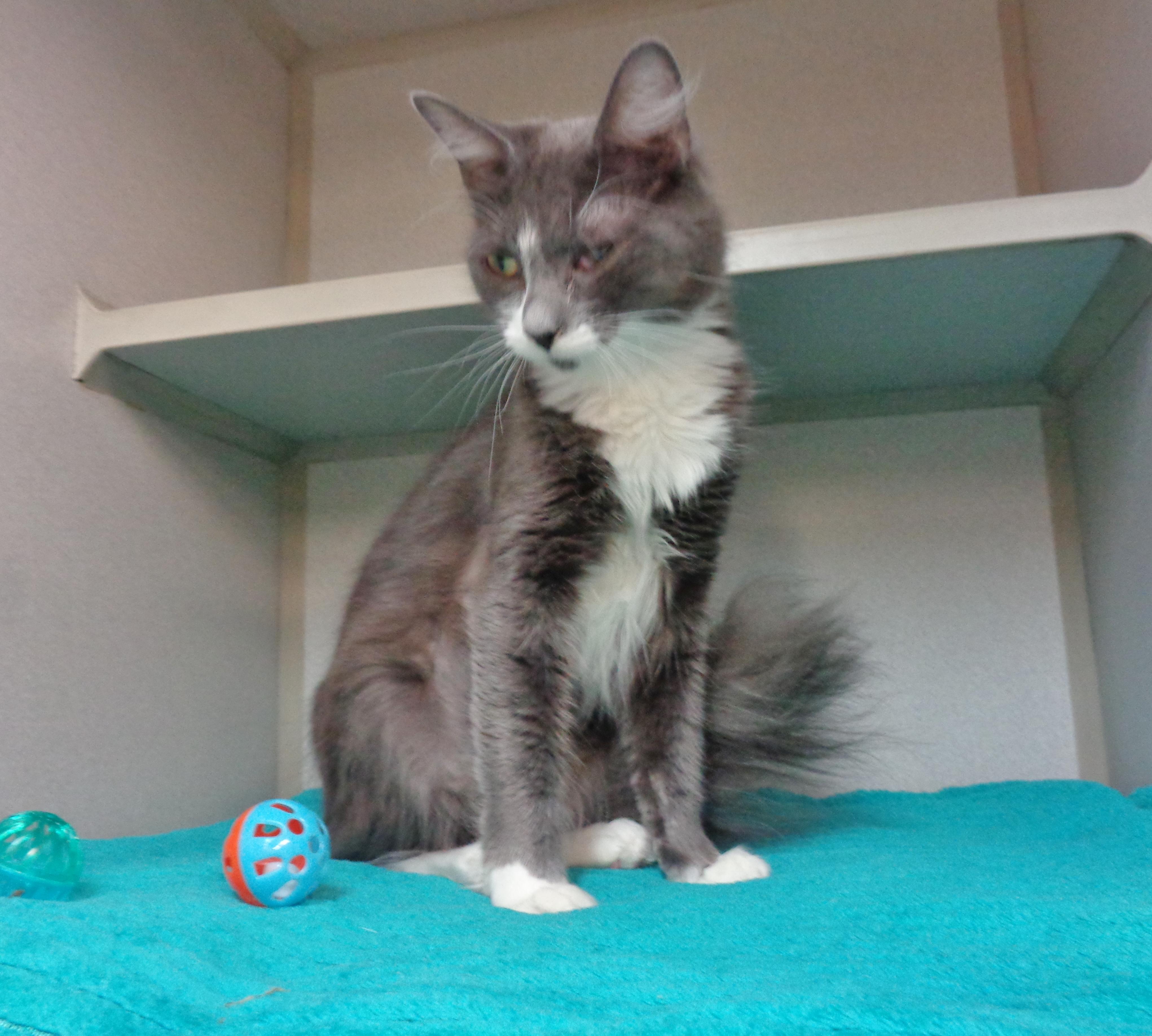 RUBBLE, a ADOPTABLE Domestic Medium Hair in Delhi, NY image 1/6
