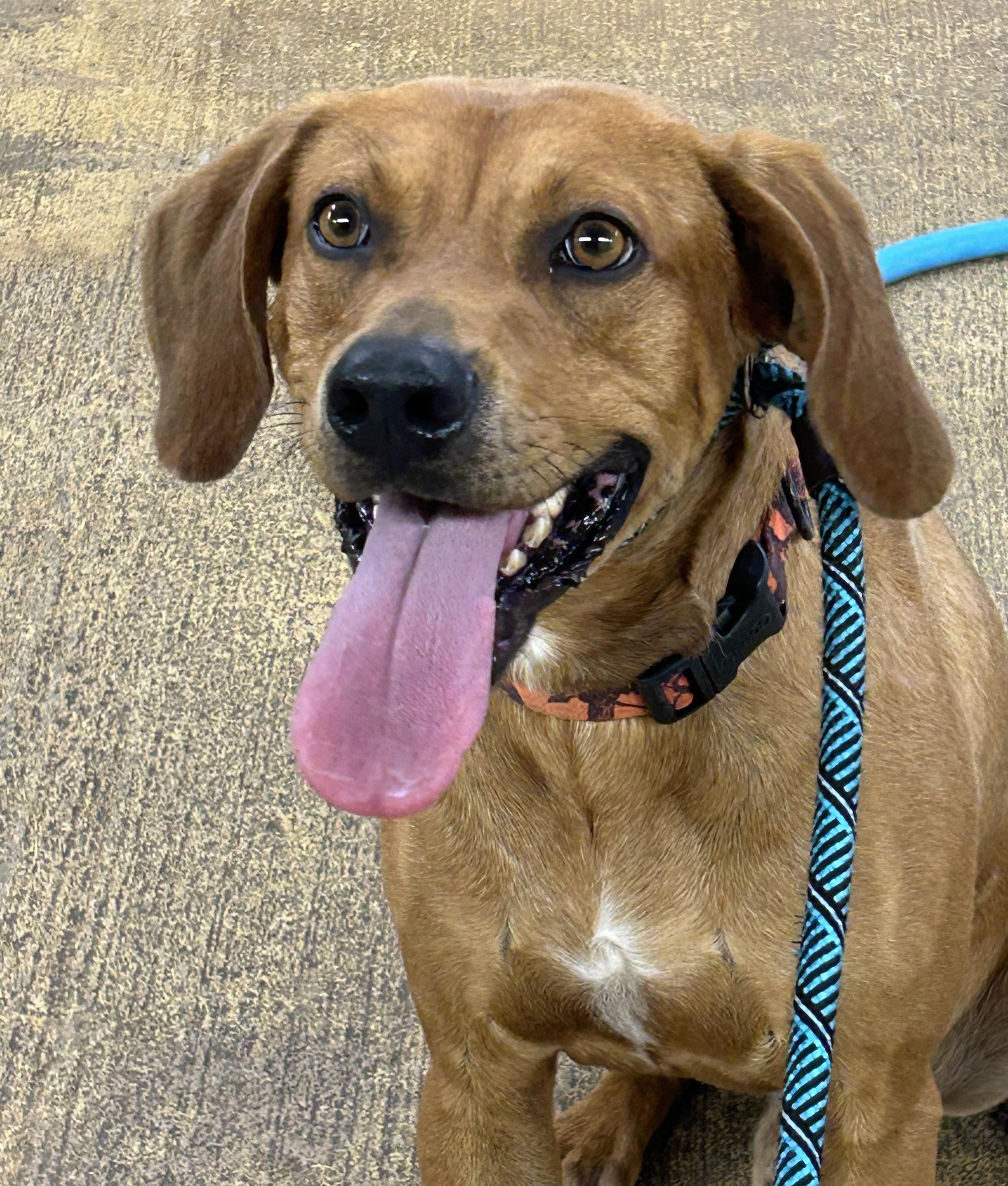 Enlarge BAXTER, an adopted mixed breed in Newborn, GA image 1/5