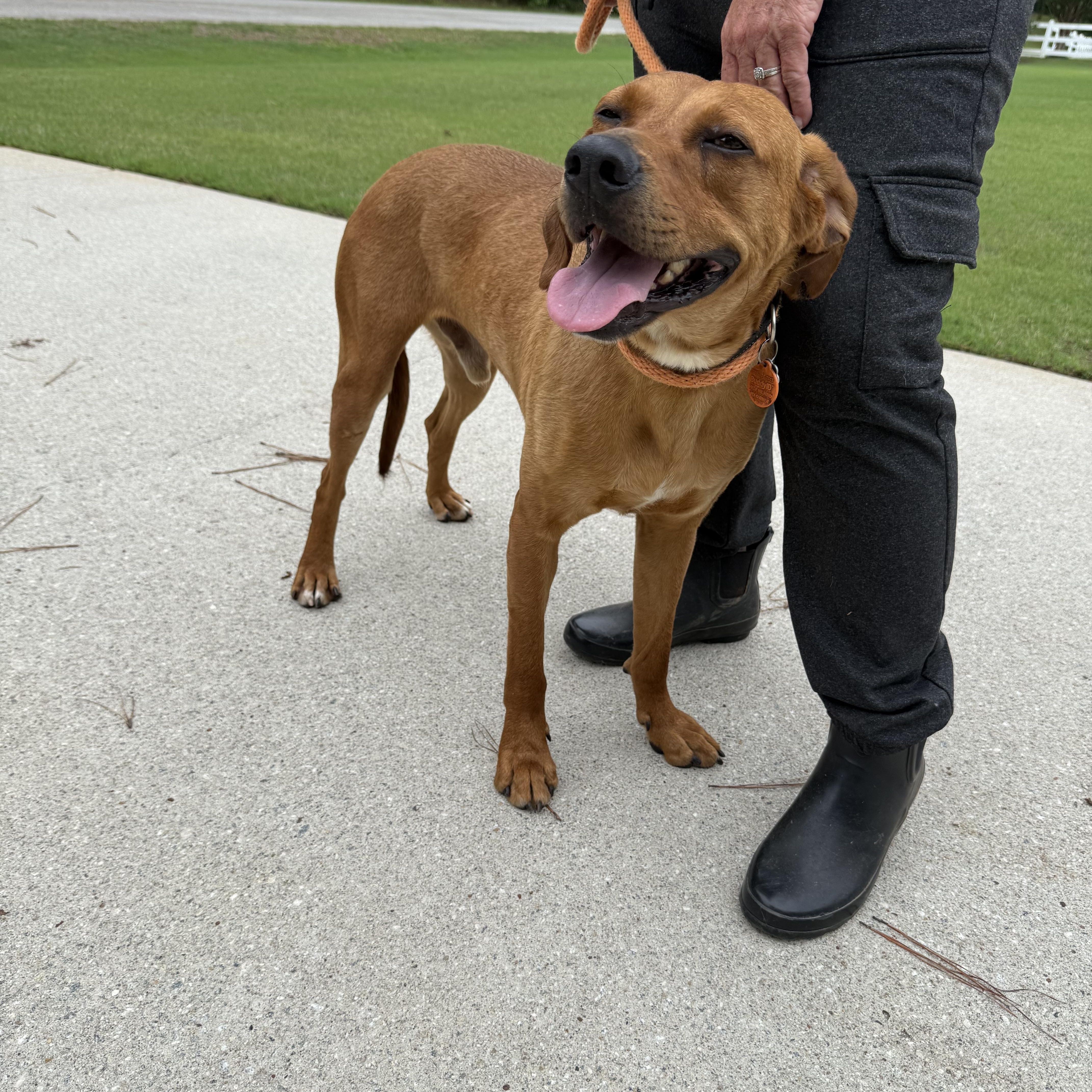Enlarge BAXTER, an adopted mixed breed in Newborn, GA image 3/5