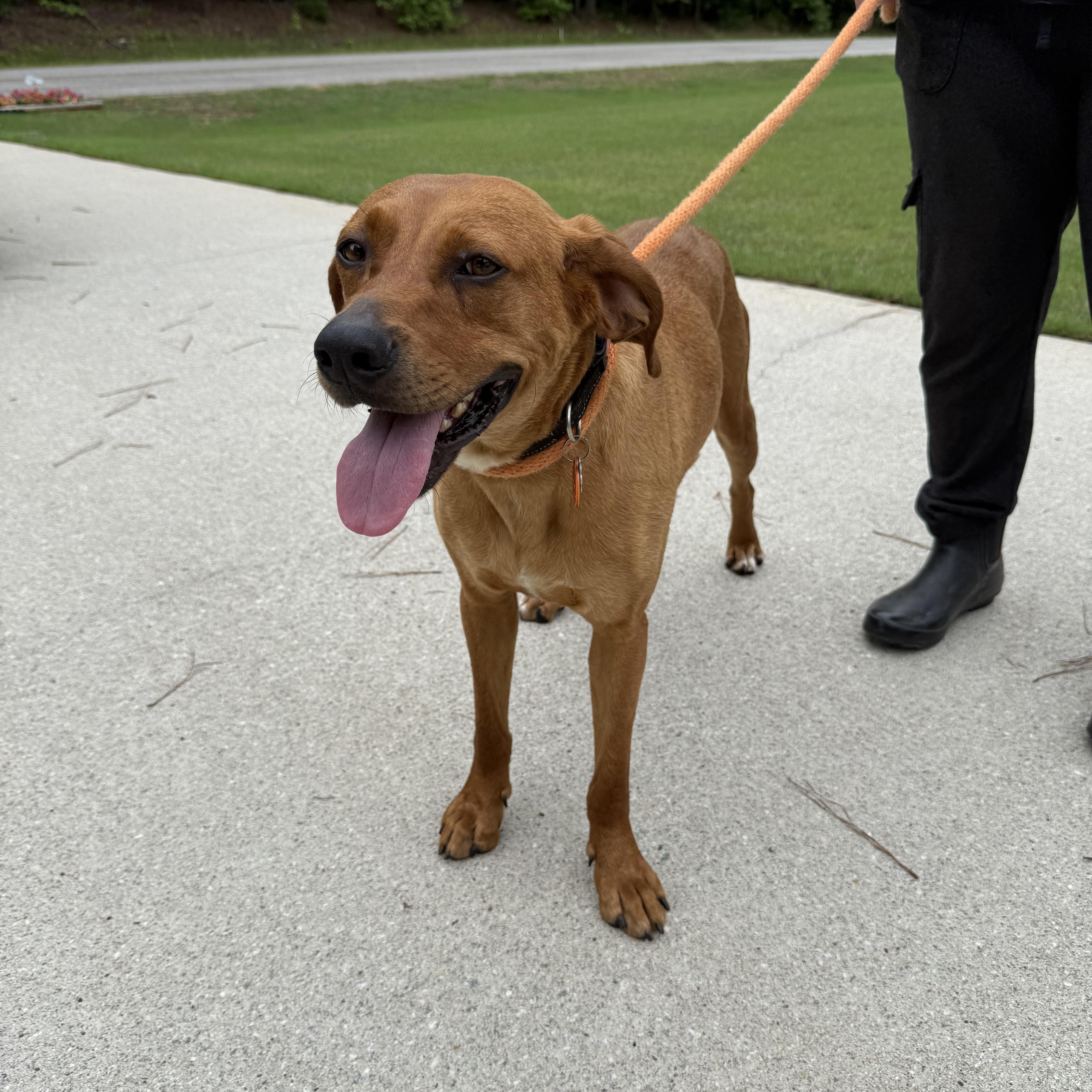 Enlarge BAXTER, an adopted mixed breed in Newborn, GA image 2/5