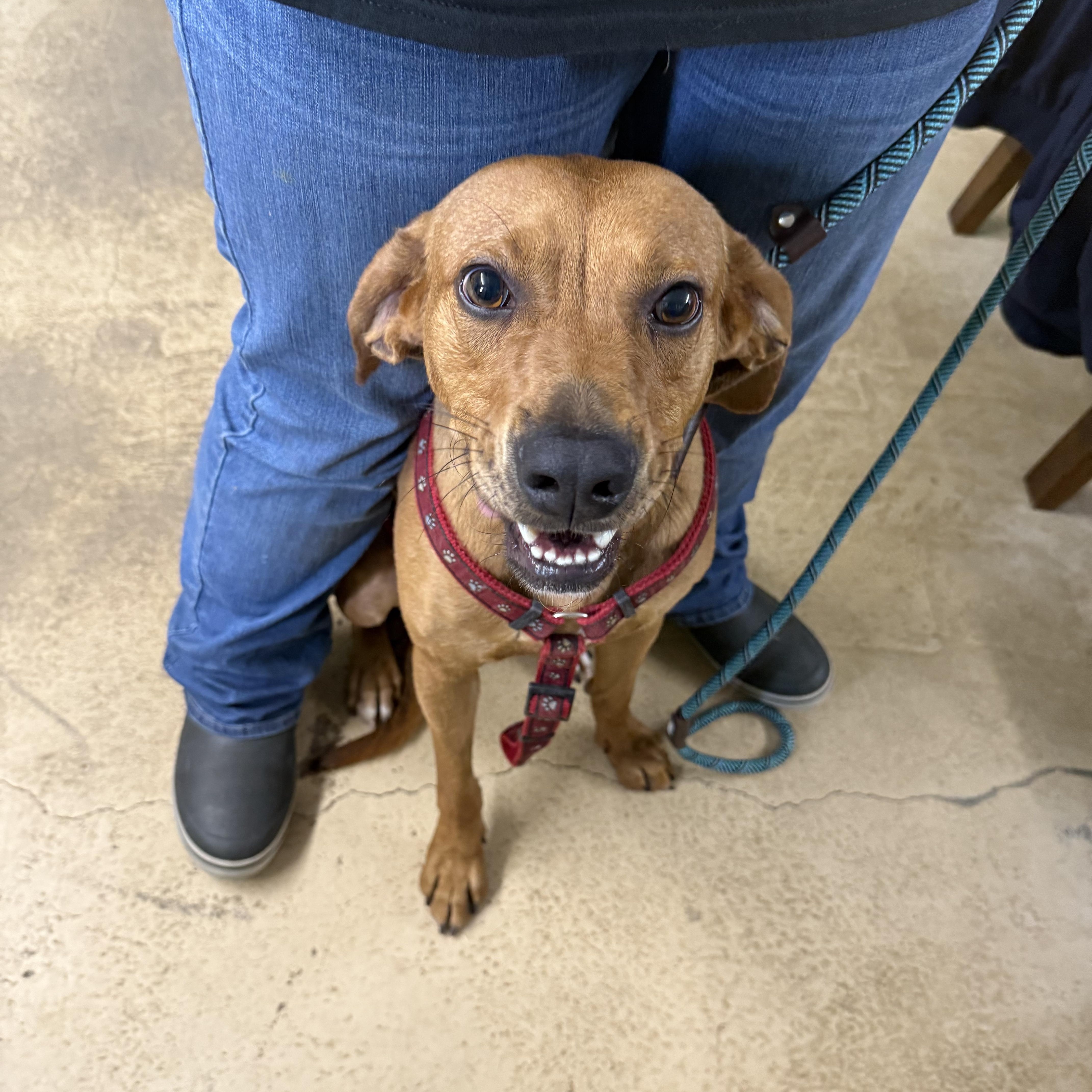 Enlarge BAXTER, an adopted mixed breed in Newborn, GA image 4/5
