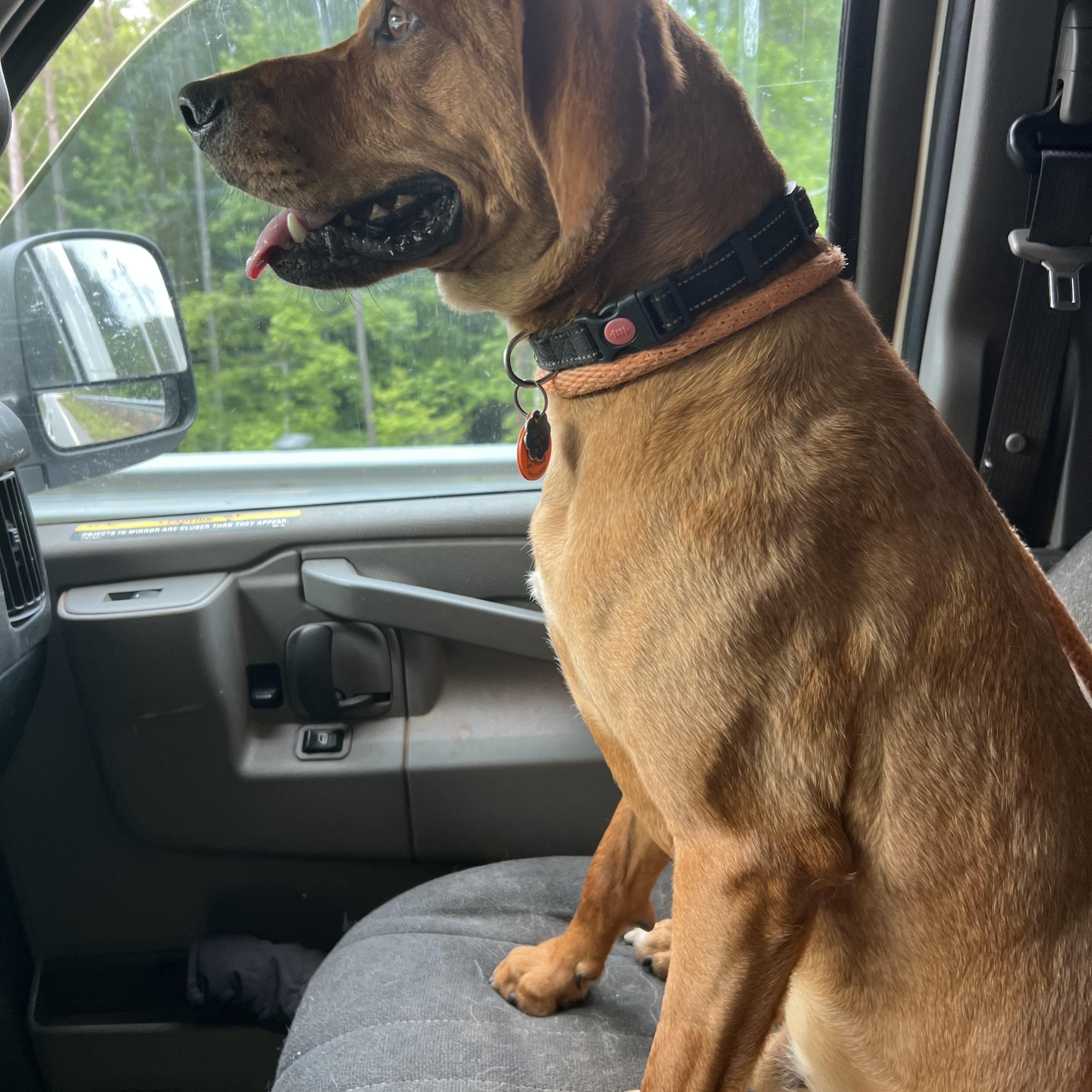 Enlarge BAXTER, an adopted mixed breed in Newborn, GA image 5/5