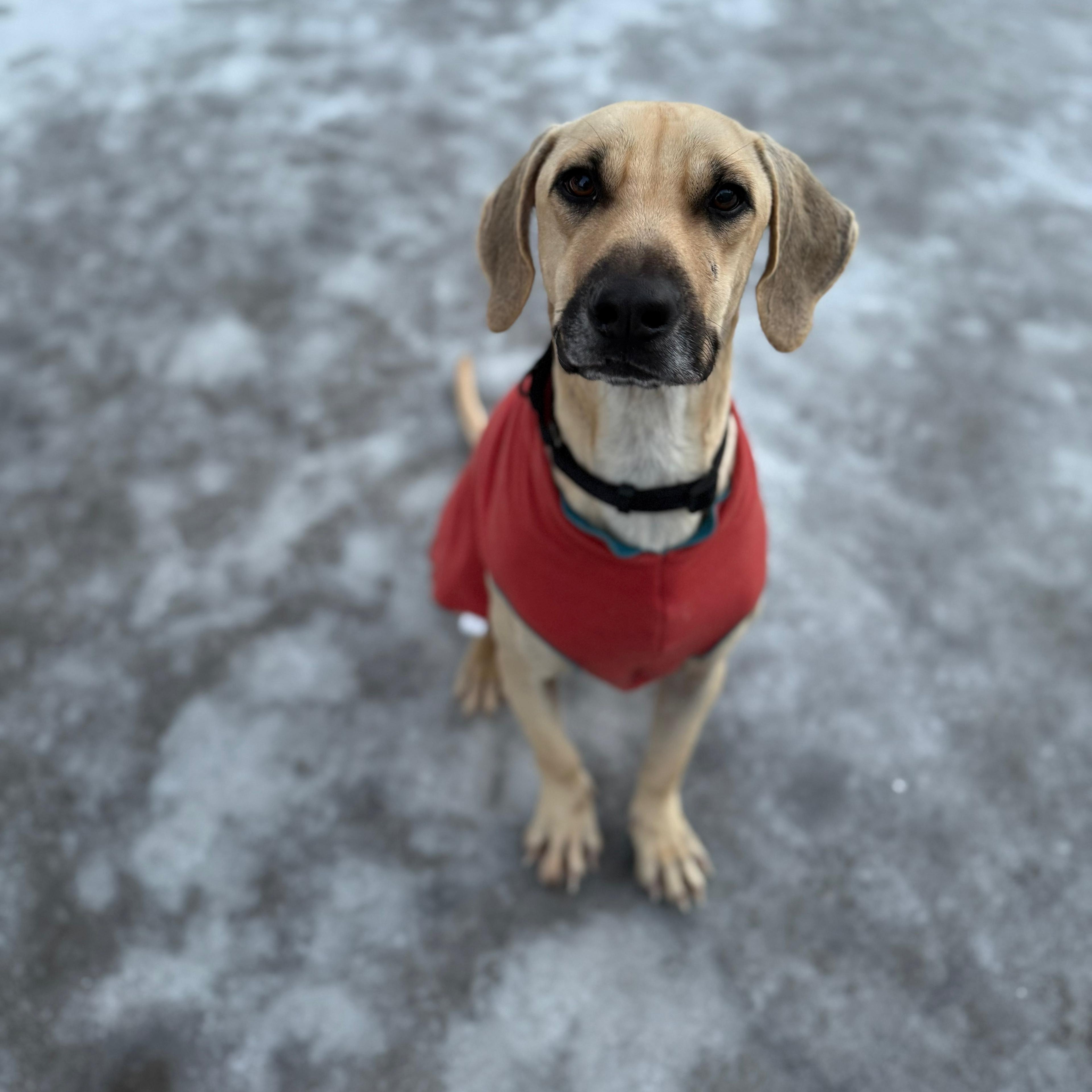 Gunner, Adoptable, Puppy Male Hound.