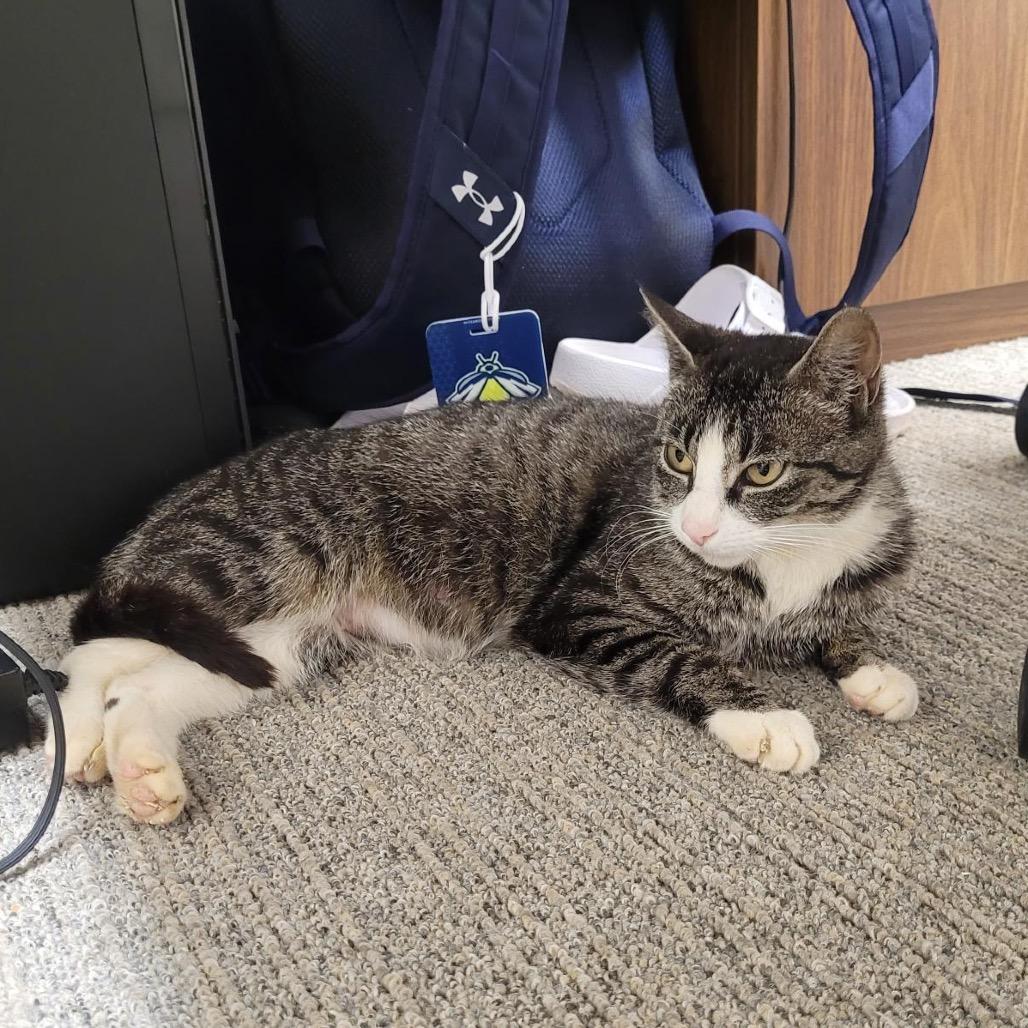 Enlarge Winnie, a Adoptable Domestic Short Hair in Durham, NC image 1/4