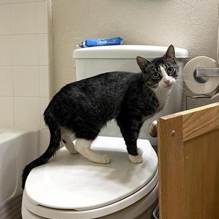Enlarge Winnie, a Adoptable Domestic Short Hair in Durham, NC image 2/4